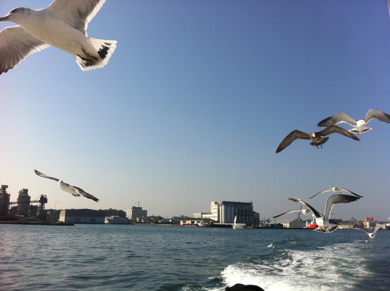 桜on寒風沢島プロジェクト with PCMU　始動！