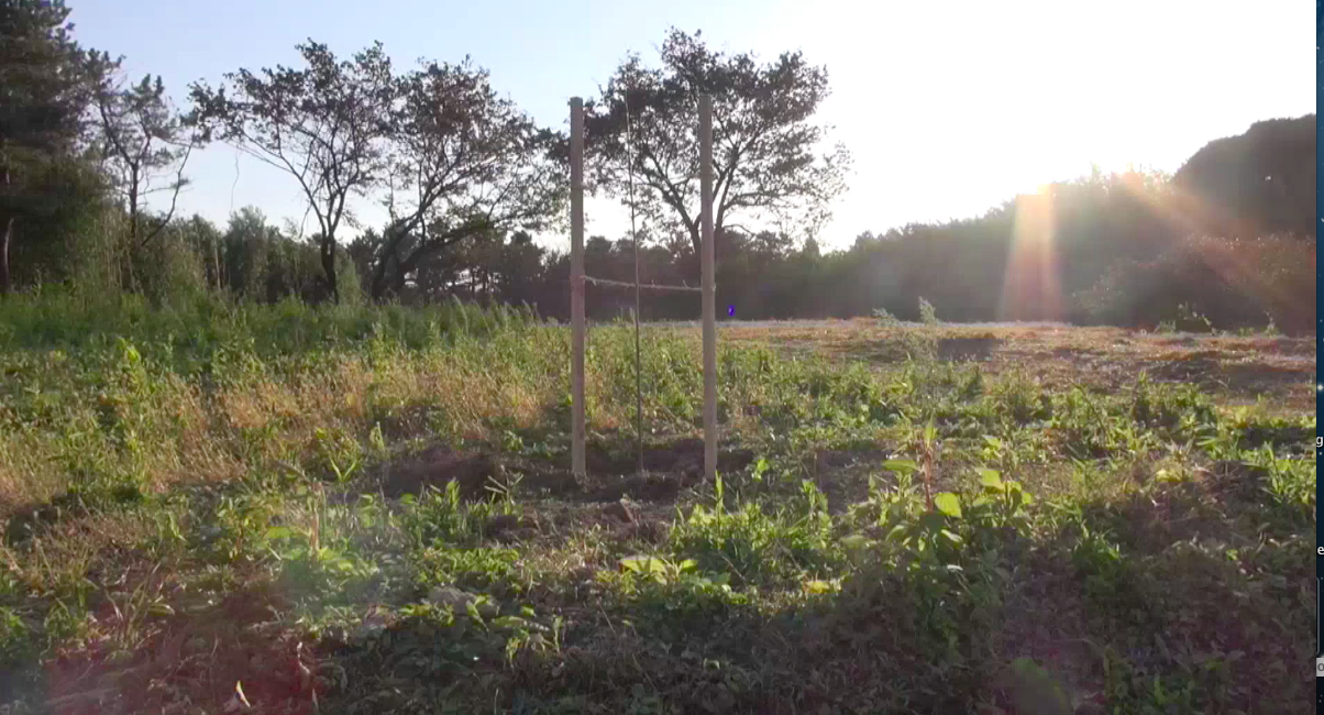 島の高台にある桜
