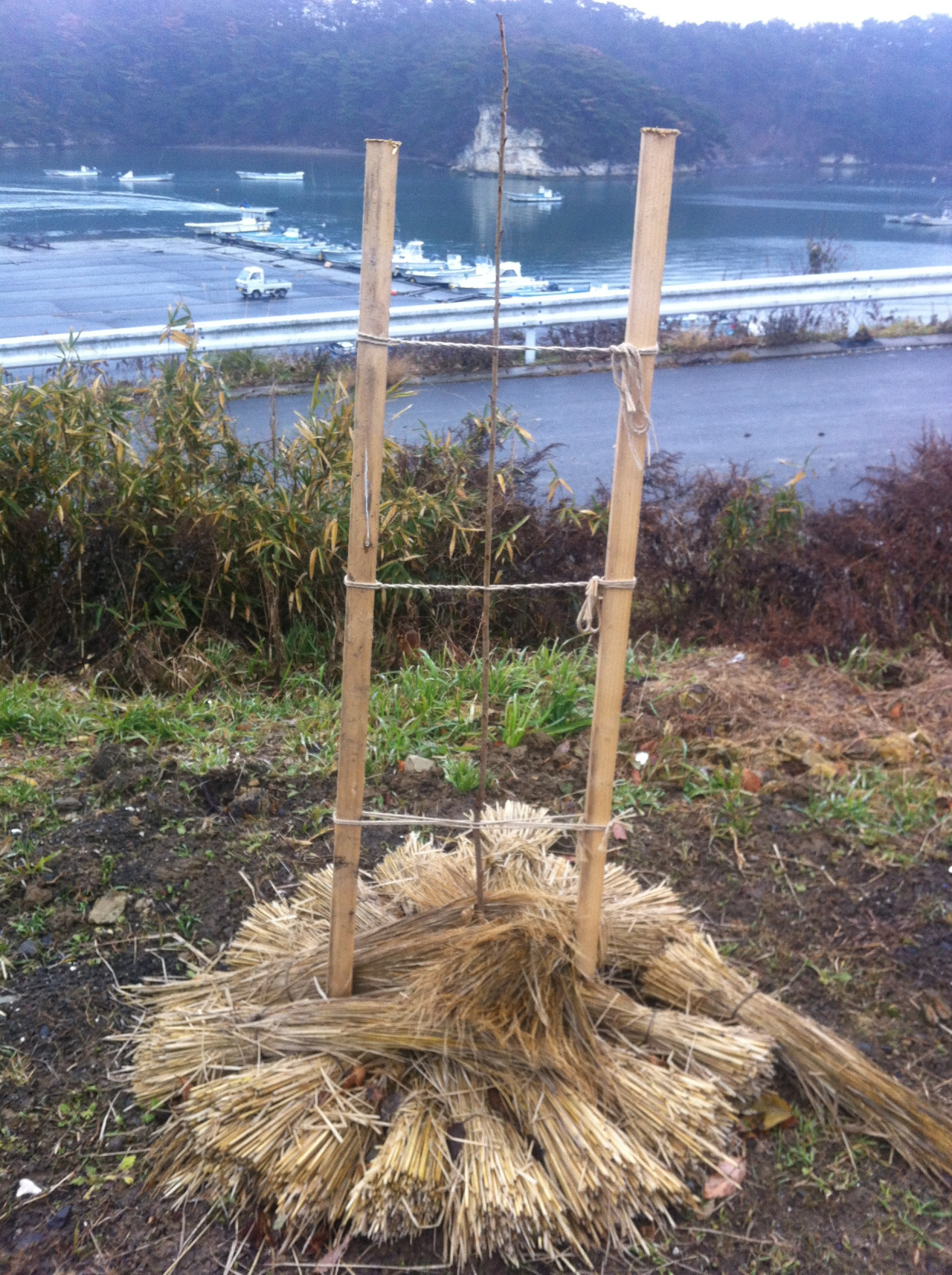 港を見下ろす桜